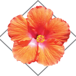ALC-logo-hibiscus-contact-us